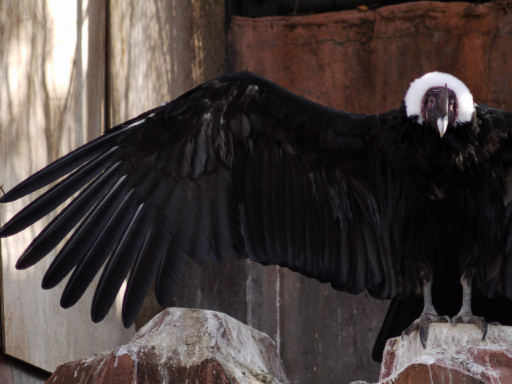 天王寺動物園（てんのうじどうぶつえん）散歩写真_c0191967_20571185.jpg