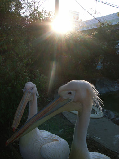 天王寺動物園（てんのうじどうぶつえん）散歩写真_c0191967_20573857.jpg