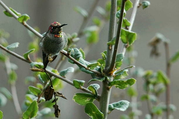 Birds around our home_a0126969_646032.jpg