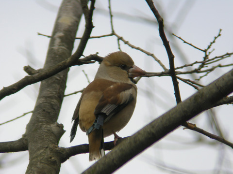 山田池公園探鳥会_c0002874_1752817.jpg