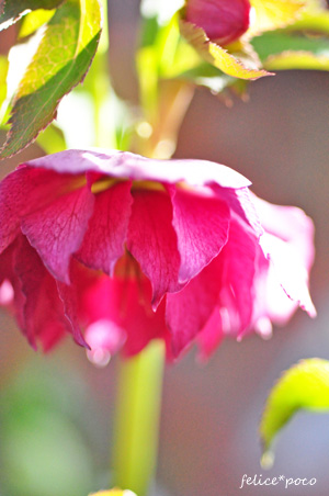 c0145274_1324969.jpg