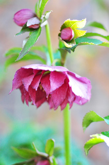c0145274_133311.jpg