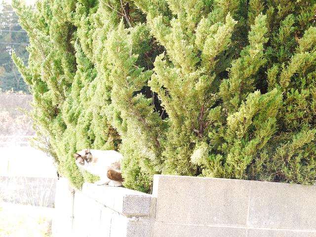 さ　む　い　_c0198903_19355314.jpg