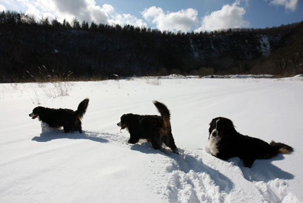 January 9, 2010　雪遊び日和_f0137508_1555948.jpg