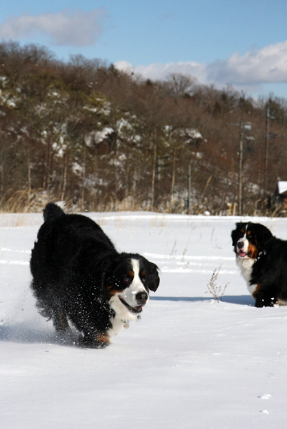 January 9, 2010　雪遊び日和_f0137508_1563698.jpg