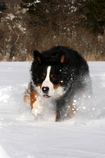 January 9, 2010　雪遊び日和_f0137508_1583533.jpg