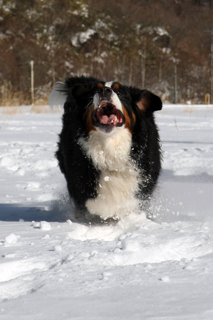 January 9, 2010　雪遊び日和_f0137508_15845100.jpg