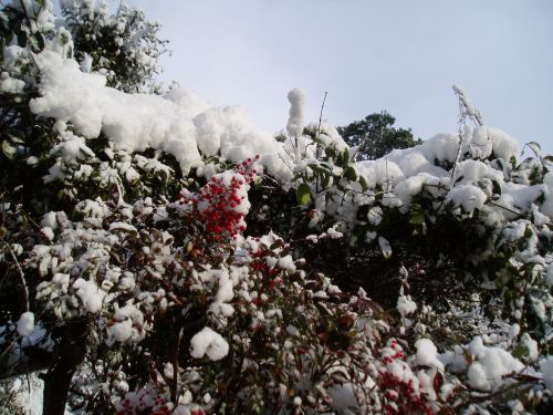 松島も雪だ！ゆきだ！雪だ！_c0222430_101750.jpg