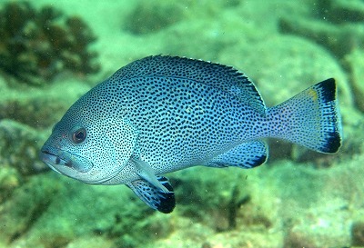 ツチホゼリ_a0099033_21181974.jpg