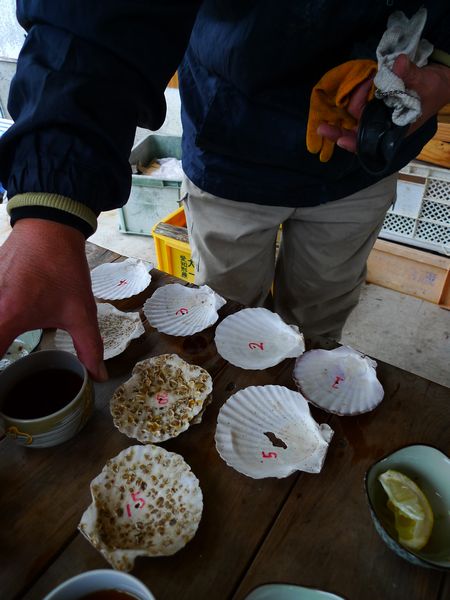 三重南部の日帰り旅①　幻の牡蠣を求めて！　渡利牡蠣　（三重県海山区）_d0108737_0301990.jpg