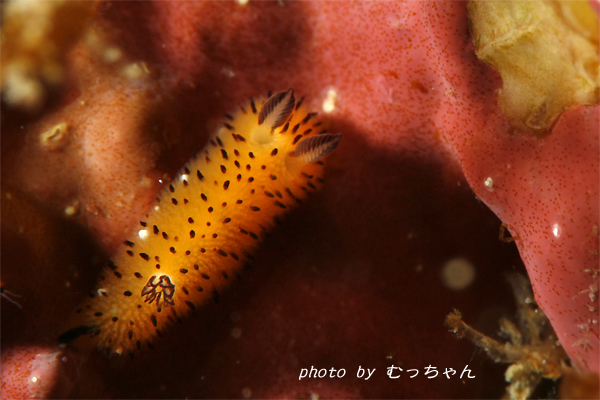 2010.01.10 Sun. すさみ_e0158261_825378.jpg