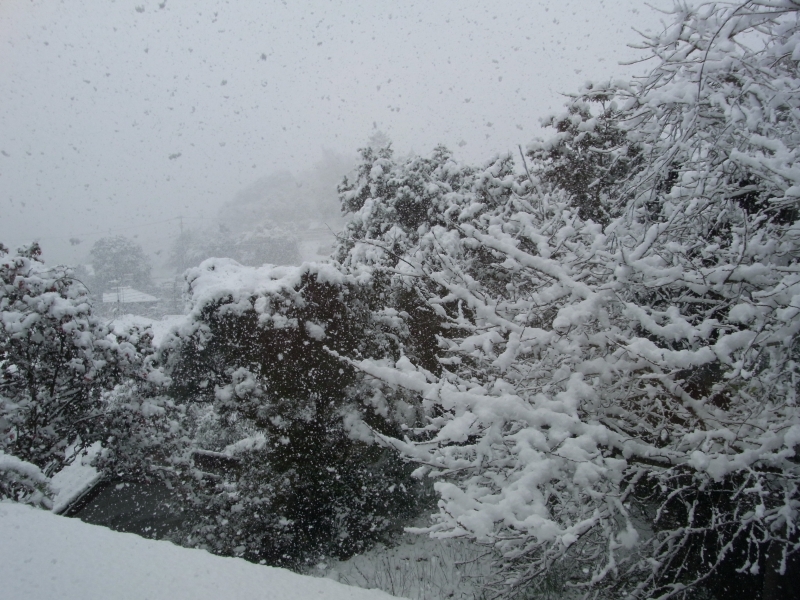 鹿児島でも大雪_c0142963_10542560.jpg