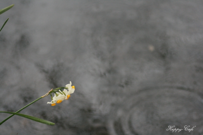 雨の中で・・・_e0148667_11241578.jpg