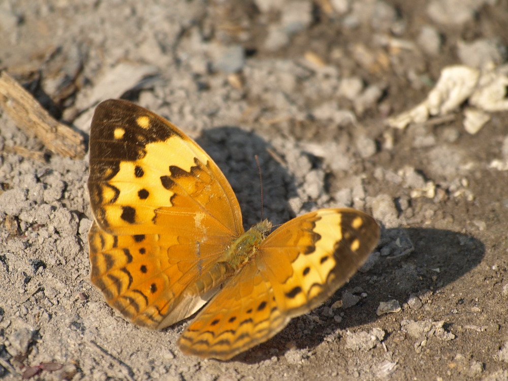 香港の蝶　その１１☆タテハチョウ科・タテハチョウ亜科その他_a0146869_5142492.jpg