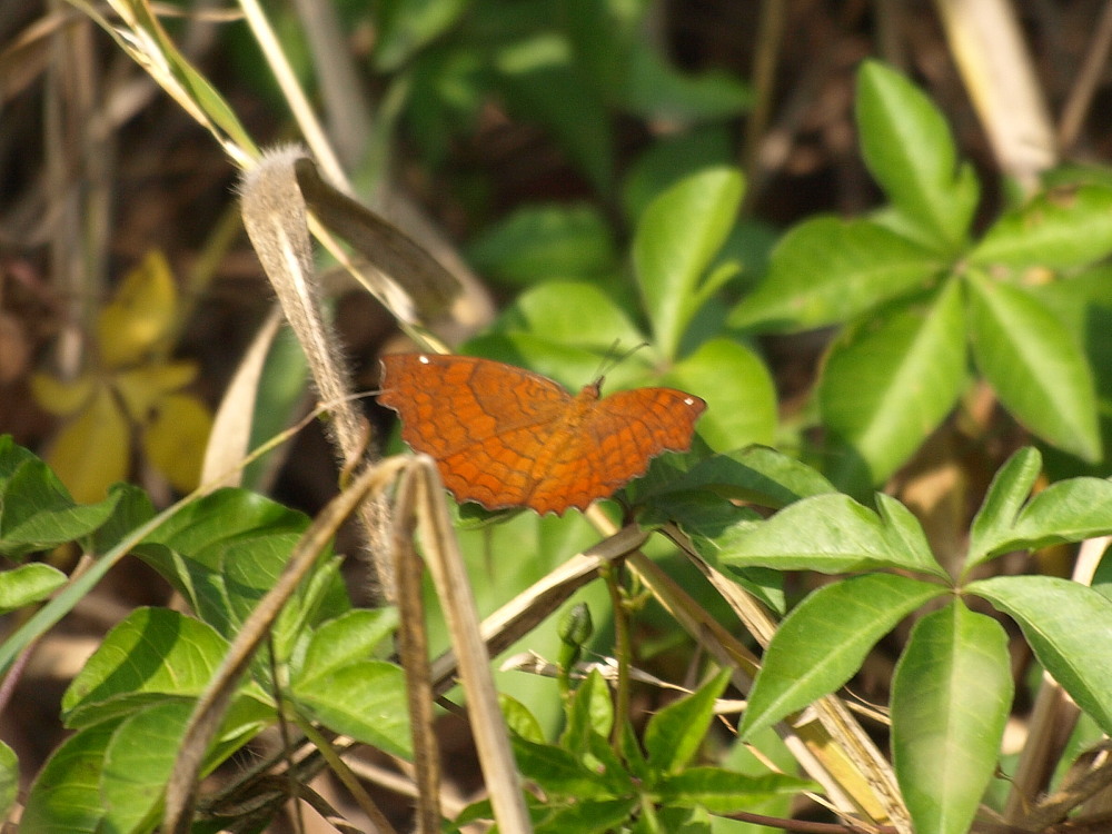 香港の蝶　その１１☆タテハチョウ科・タテハチョウ亜科その他_a0146869_553073.jpg