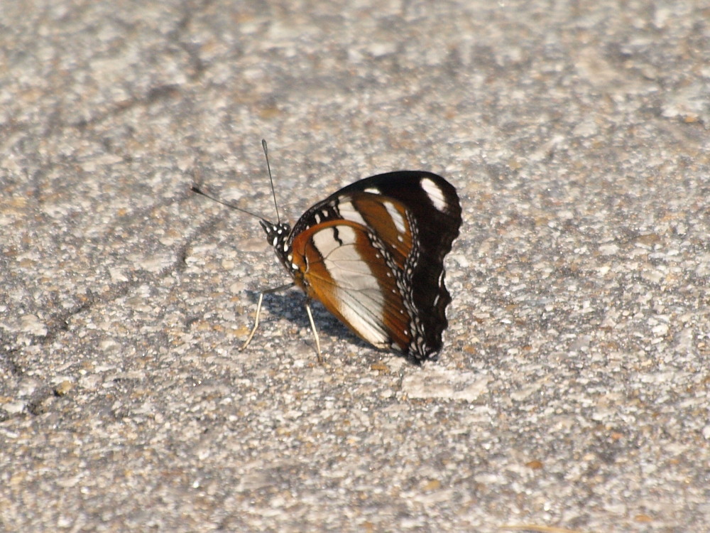 a0146869_58366.jpg