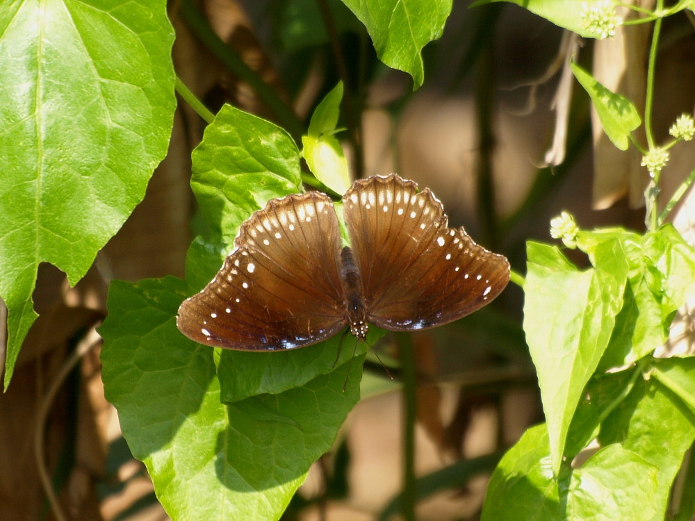 香港の蝶　その１１☆タテハチョウ科・タテハチョウ亜科その他_a0146869_58727.jpg