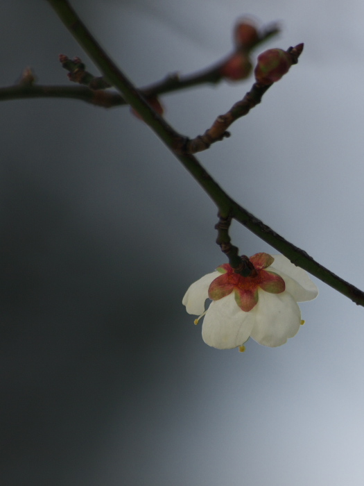 梅の花　レンズを変えて_a0096177_2003772.jpg