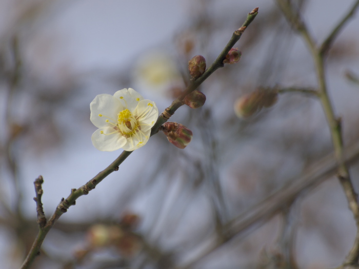 梅の花　レンズを変えて_a0096177_201872.jpg