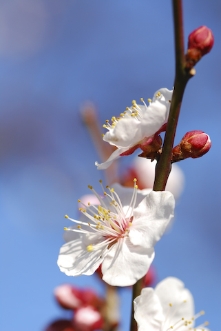 a plum-blossom_d0121282_2210382.jpg