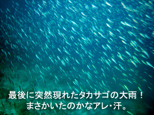 初めてのファンダイブは大物狙い！～初日～_f0144385_3225247.jpg