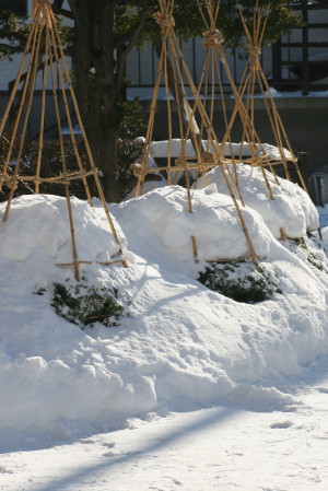 夢・大雪山の花の道　　2010・1.14（木）_f0041606_19181462.jpg