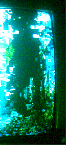 e0103408_11363956.gif