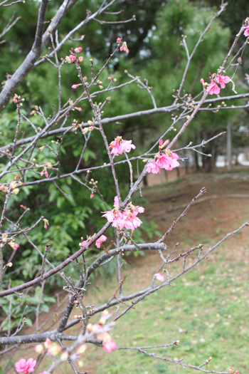 1月１４日サクラサク♪_c0070933_21562816.jpg