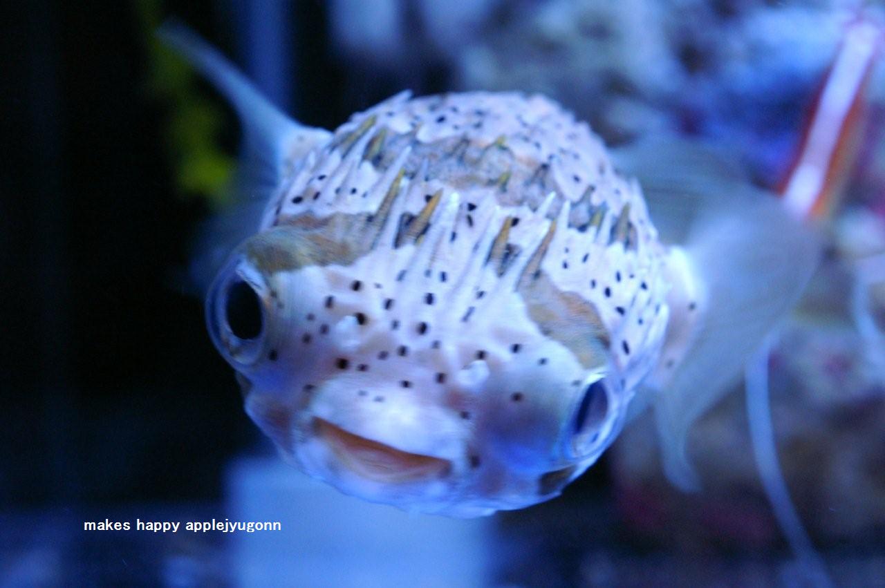 ハリセンボン キラキラしあわせ写真館