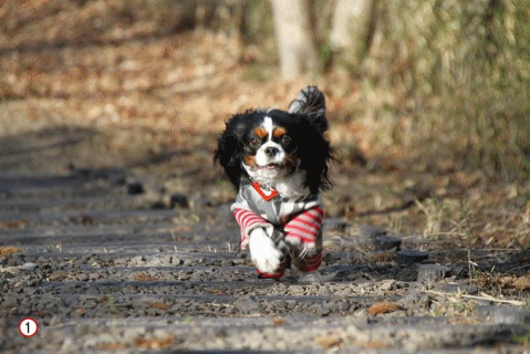c0145250_1228655.gif