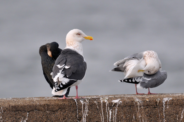 カモメの識別 セグロカモメ Birding In Japan