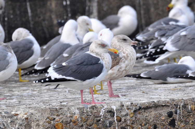 カモメの識別 セグロカモメ Birding In Japan