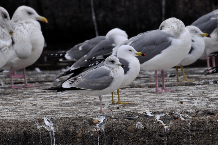 カモメの識別 セグロカモメ Birding In Japan