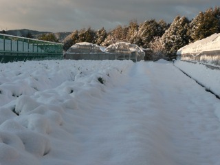 再び雪のあと　速報_f0055264_11345431.jpg