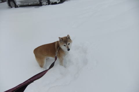 雪・雪・雪です～♪_a0104074_21325930.jpg