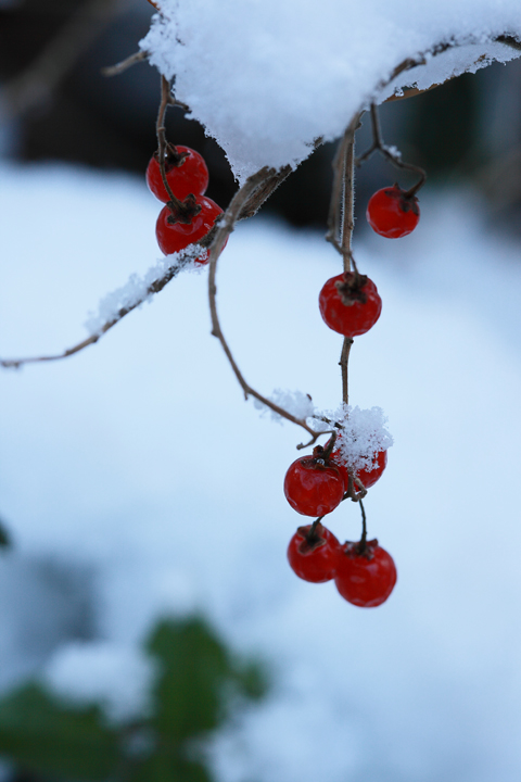 雪の日_b0006274_18544767.jpg