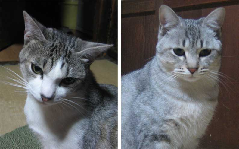 冬の猫_b0057679_903642.jpg