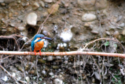 king fisher_c0229485_2365868.jpg
