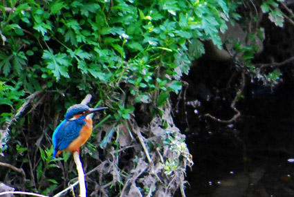 king fisher_c0229485_2371931.jpg