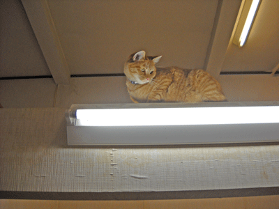 a0135010_20384617.gif