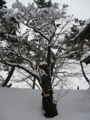 冬の弘前公園散歩（弘前市）*2010.01.15_b0147224_22304883.jpg