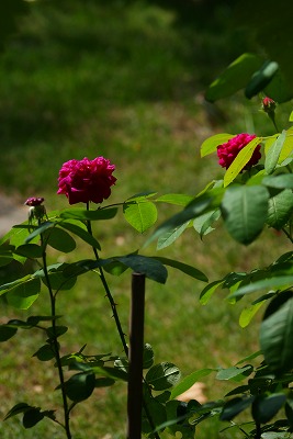f0170524_1392421.jpg