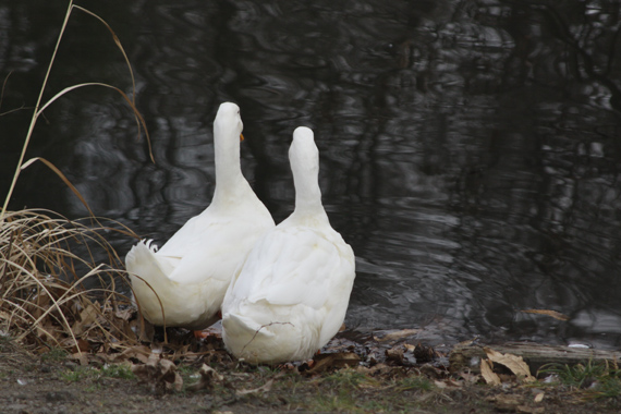 池のある公園でお散歩_e0071225_1245945.jpg