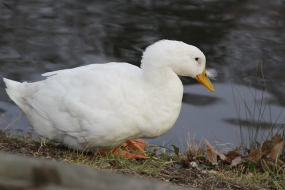 池のある公園でお散歩_e0071225_1515656.jpg