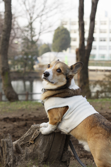 池のある公園でお散歩_e0071225_1541595.jpg