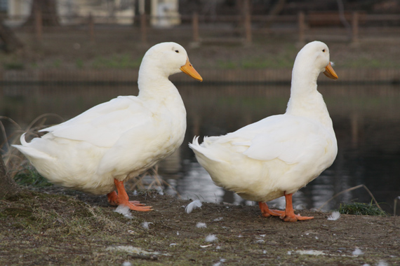 池のある公園でお散歩_e0071225_2225146.jpg