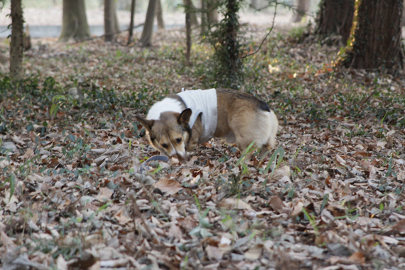 池のある公園でお散歩_e0071225_262291.jpg