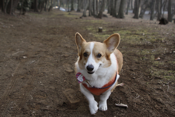 池のある公園でお散歩_e0071225_29386.jpg