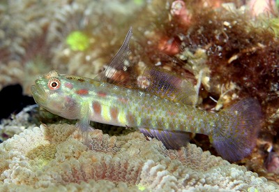 アカホシイソハゼ_a0099033_0135877.jpg