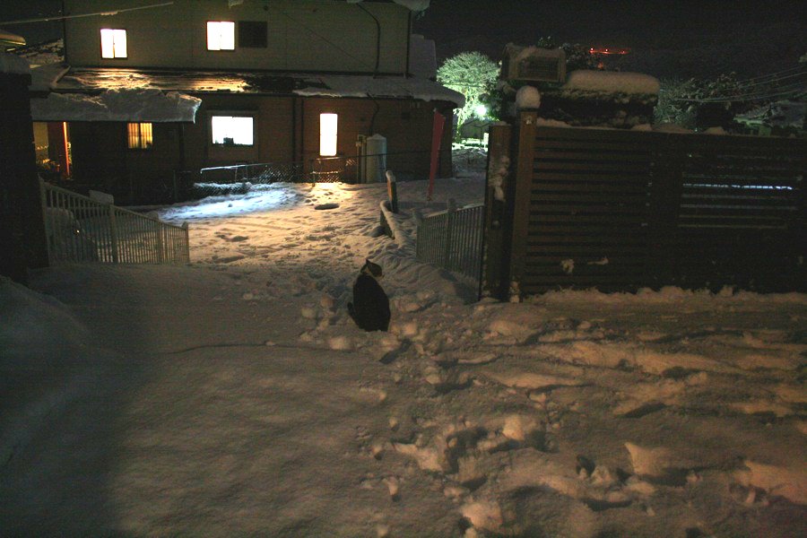 寒冷・降雪来る_b0060239_23112495.jpg